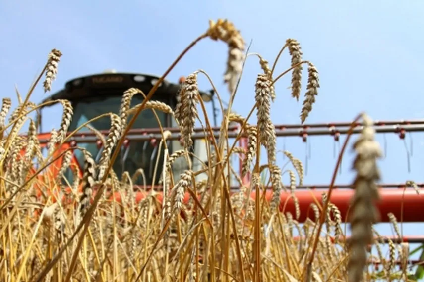 Капитал - Мировой урожай зерна может стать рекордным в этом году