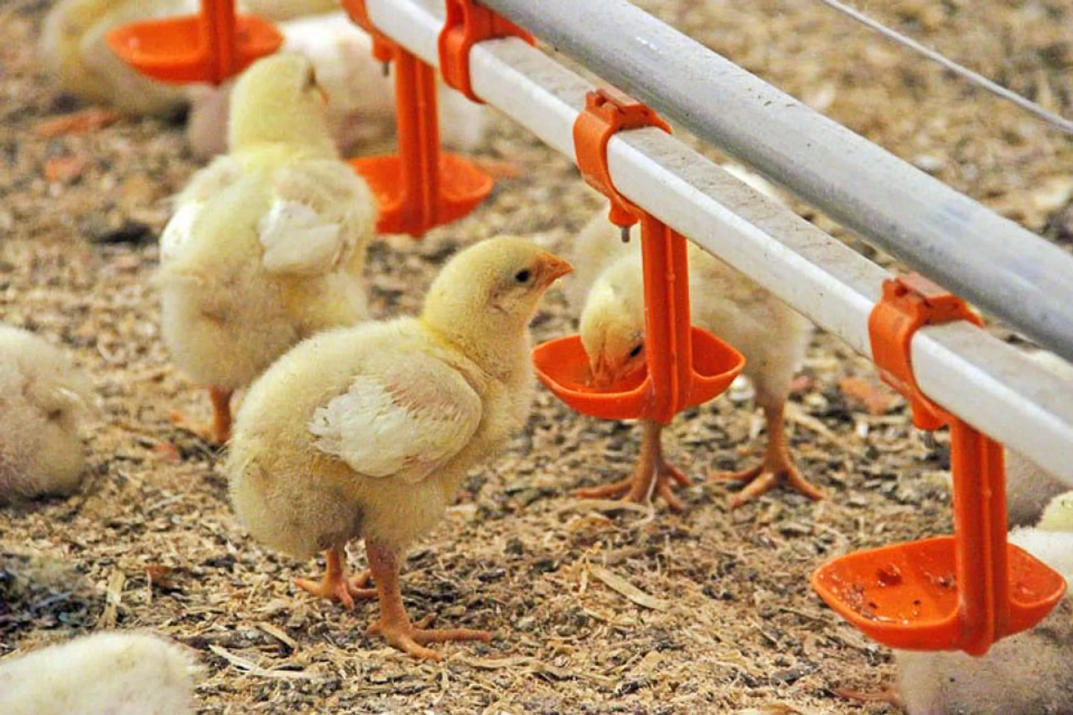 В Актюбинской области появится новая птицефабрика - Image Kapital.kz