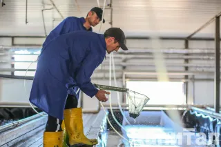 Капитал - Рыбная отрасль не выдерживает налоговую нагрузку - депутат