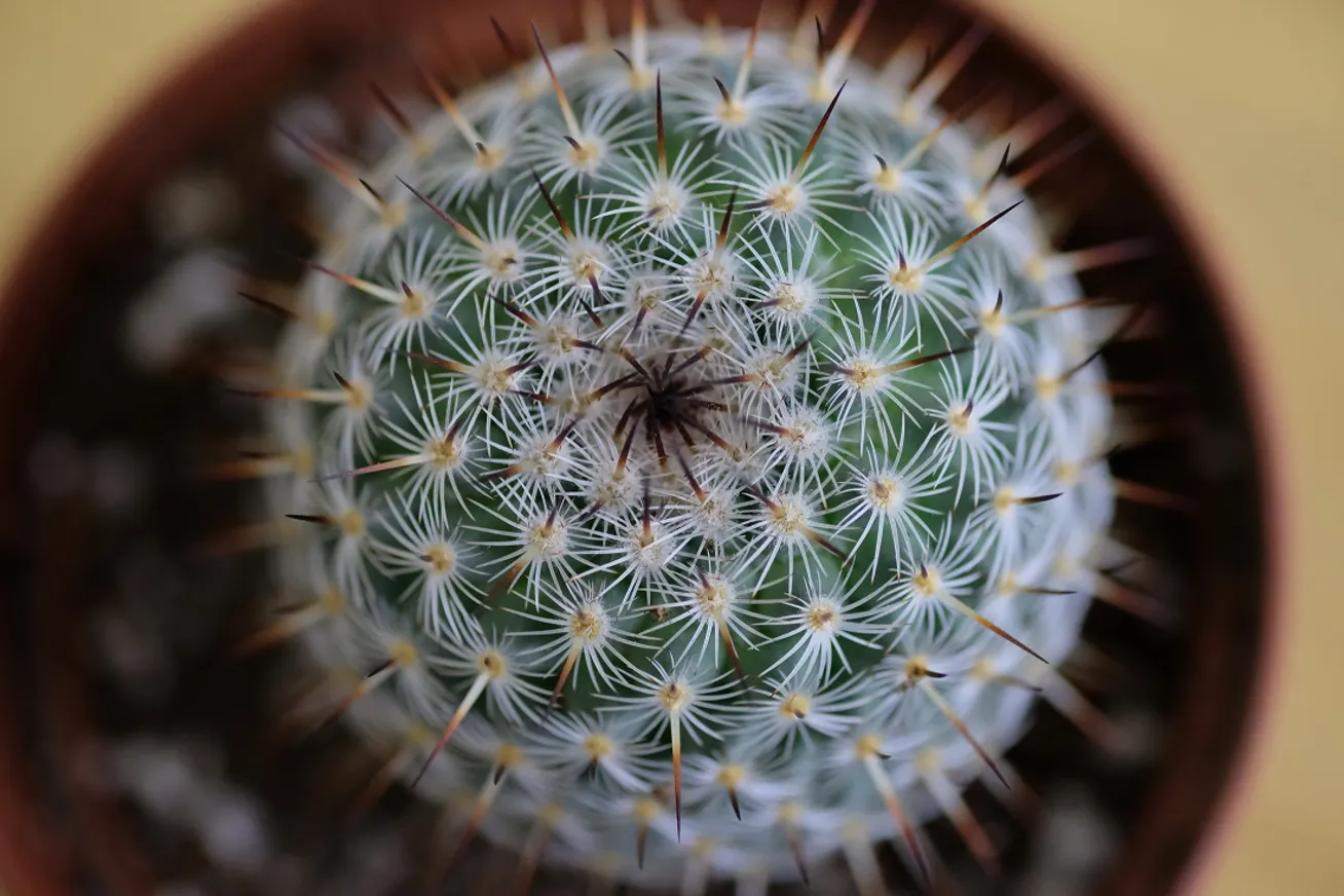 Как уйти из нефтегазовой сферы в цветочный бизнес - фото kapital.kz