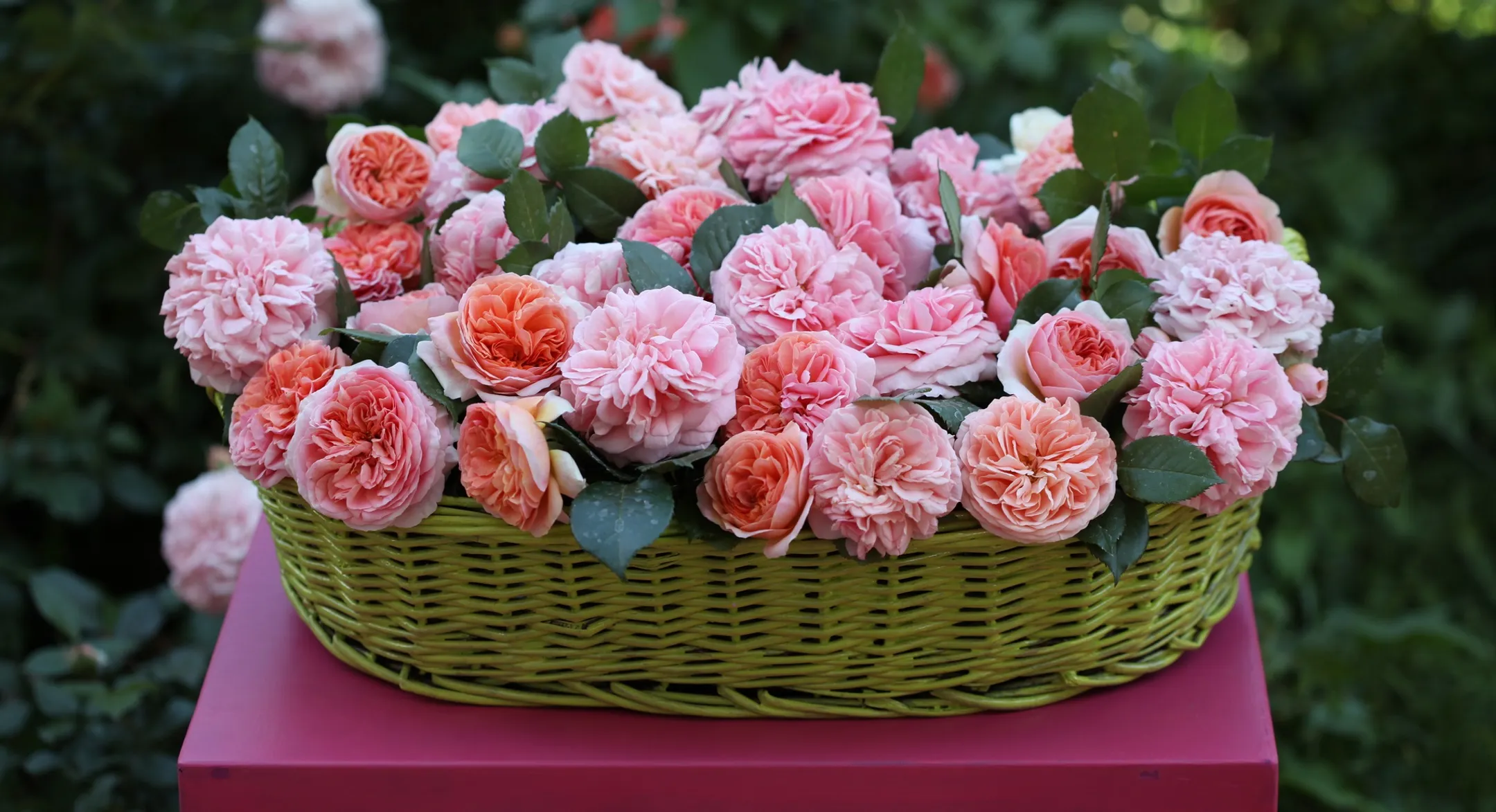 Как Эквадор и Колумбия отнимают долю на цветочном рынке у Нидерландов - Image Kapital.kz