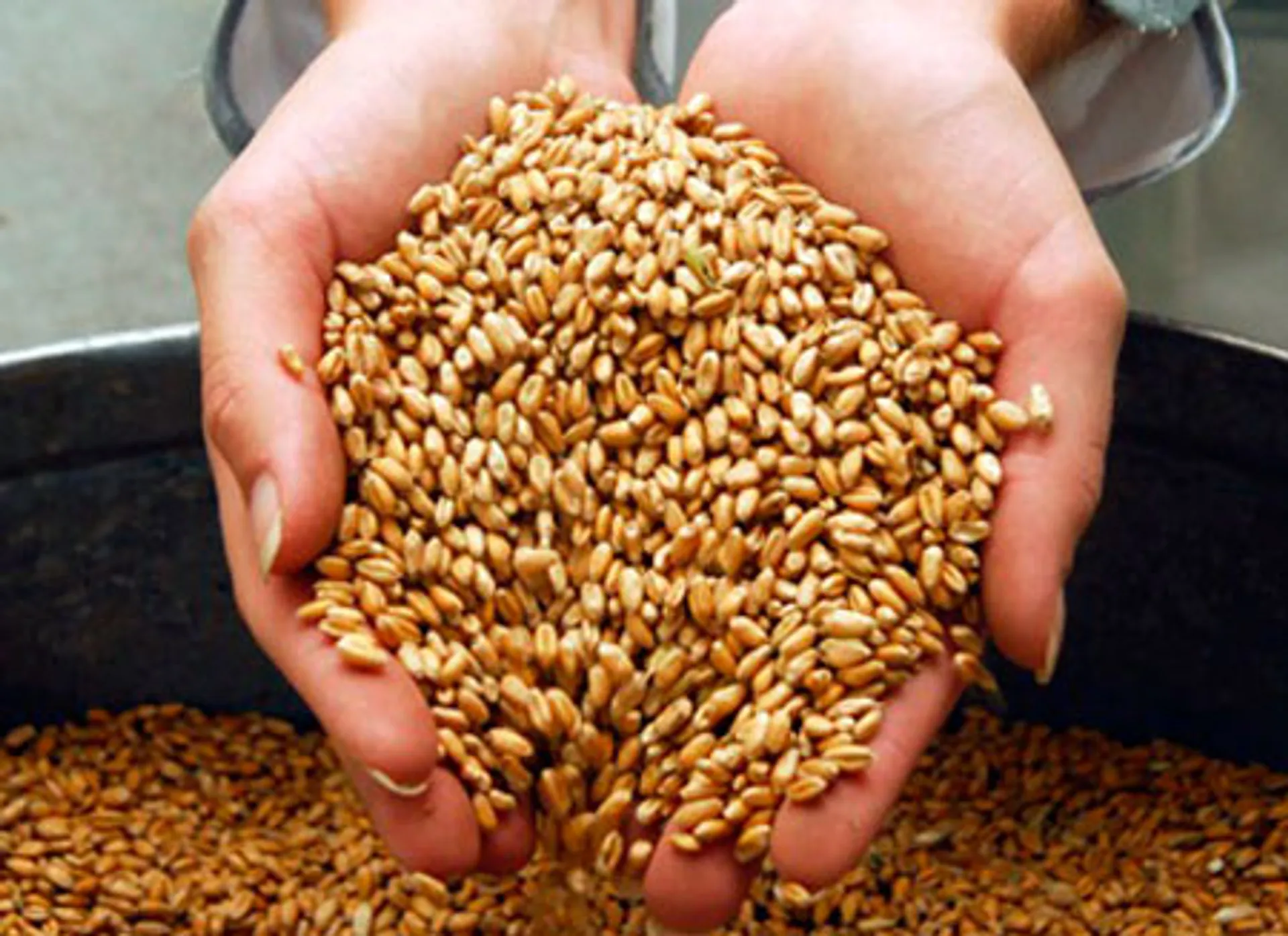 Капитал - Плохая погода повлияла на экспорт зерна из РК