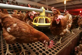 Капитал - В Восточном Казахстане появится новая птицефабрика