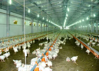 Капитал - Птицеводы просят зерна