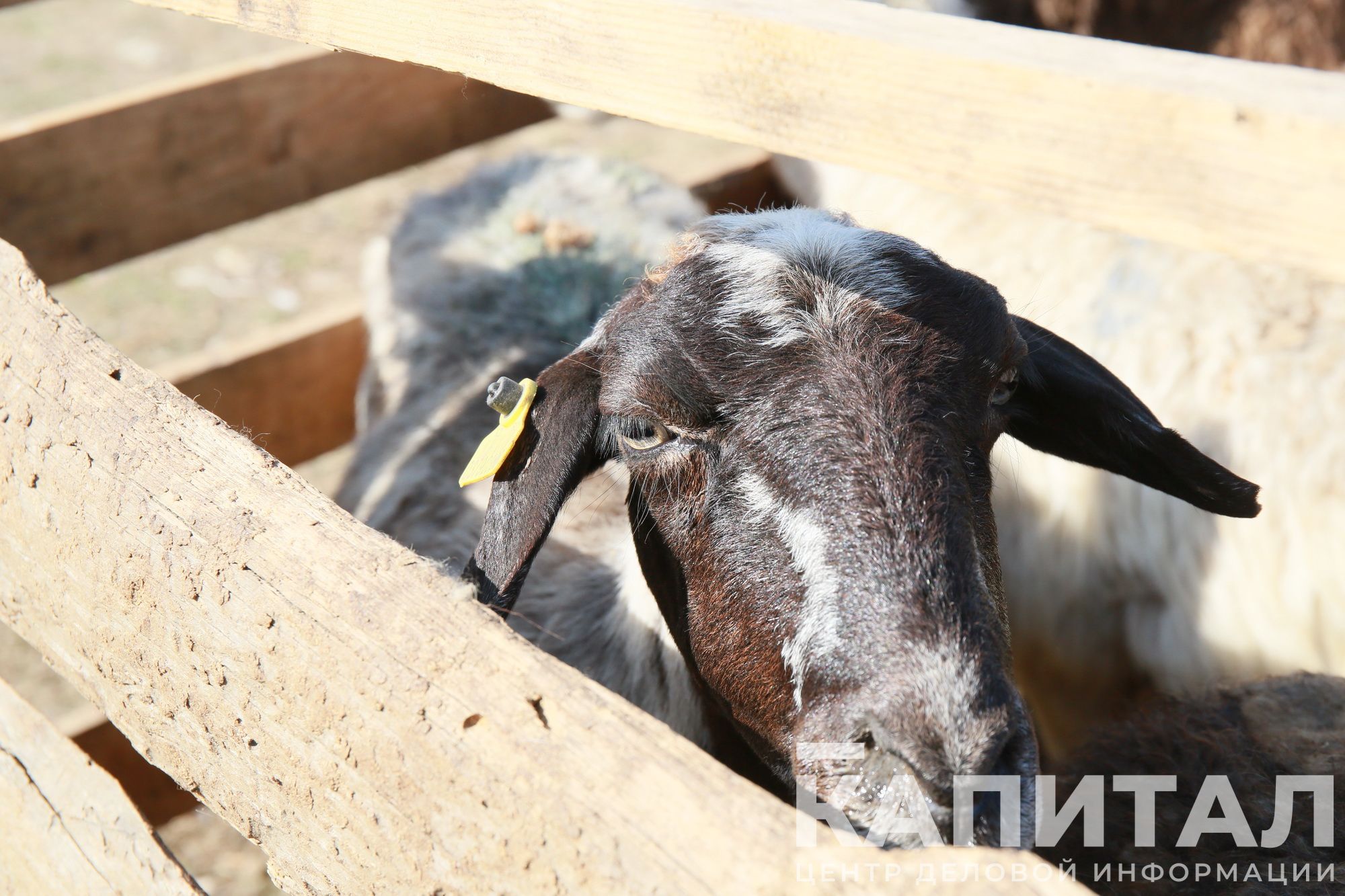 Фото: Руслан Пряников