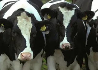 Капитал - На севере РК выявлено заражение 722 голов скота