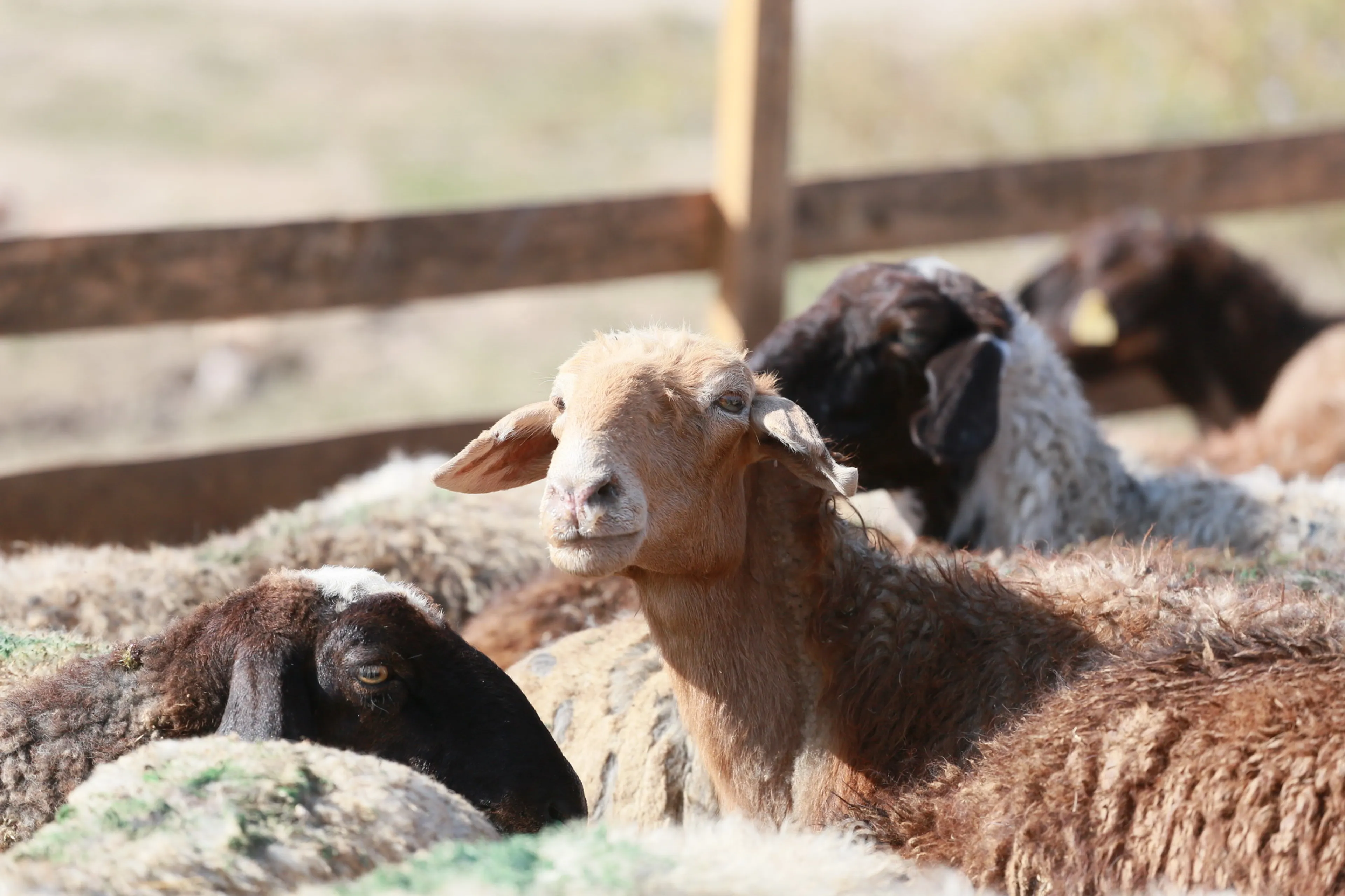 Фото: Руслан Пряников 