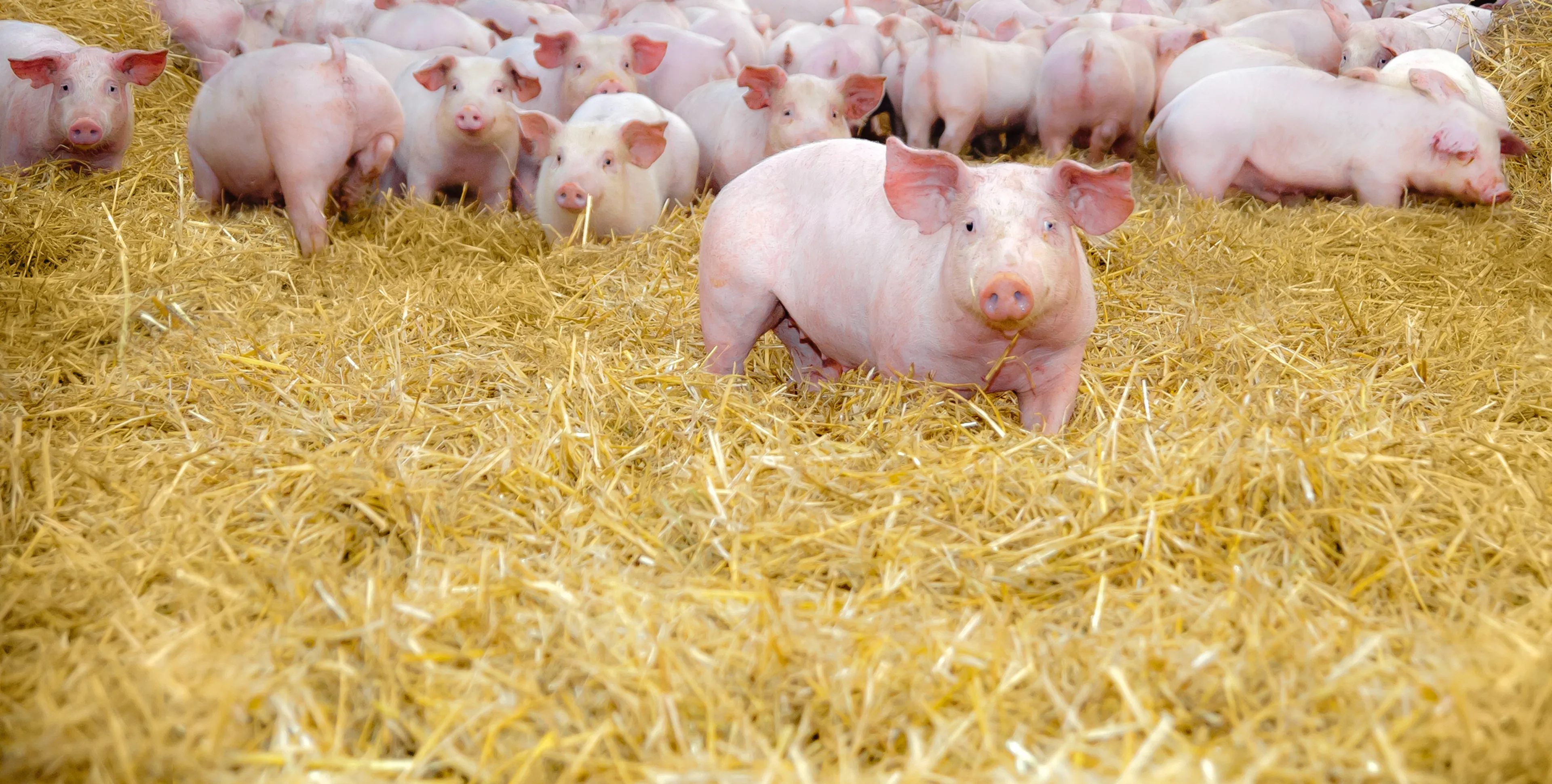 Капитал - Экспорт свинины в страны ЕАЭС снизился почти в три раза