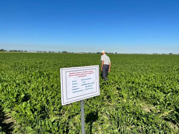 Капитал - Посевы сахарной свеклы планируют увеличить до 60 тысяч га