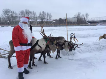 В Астане можно покататься на санях с оленями