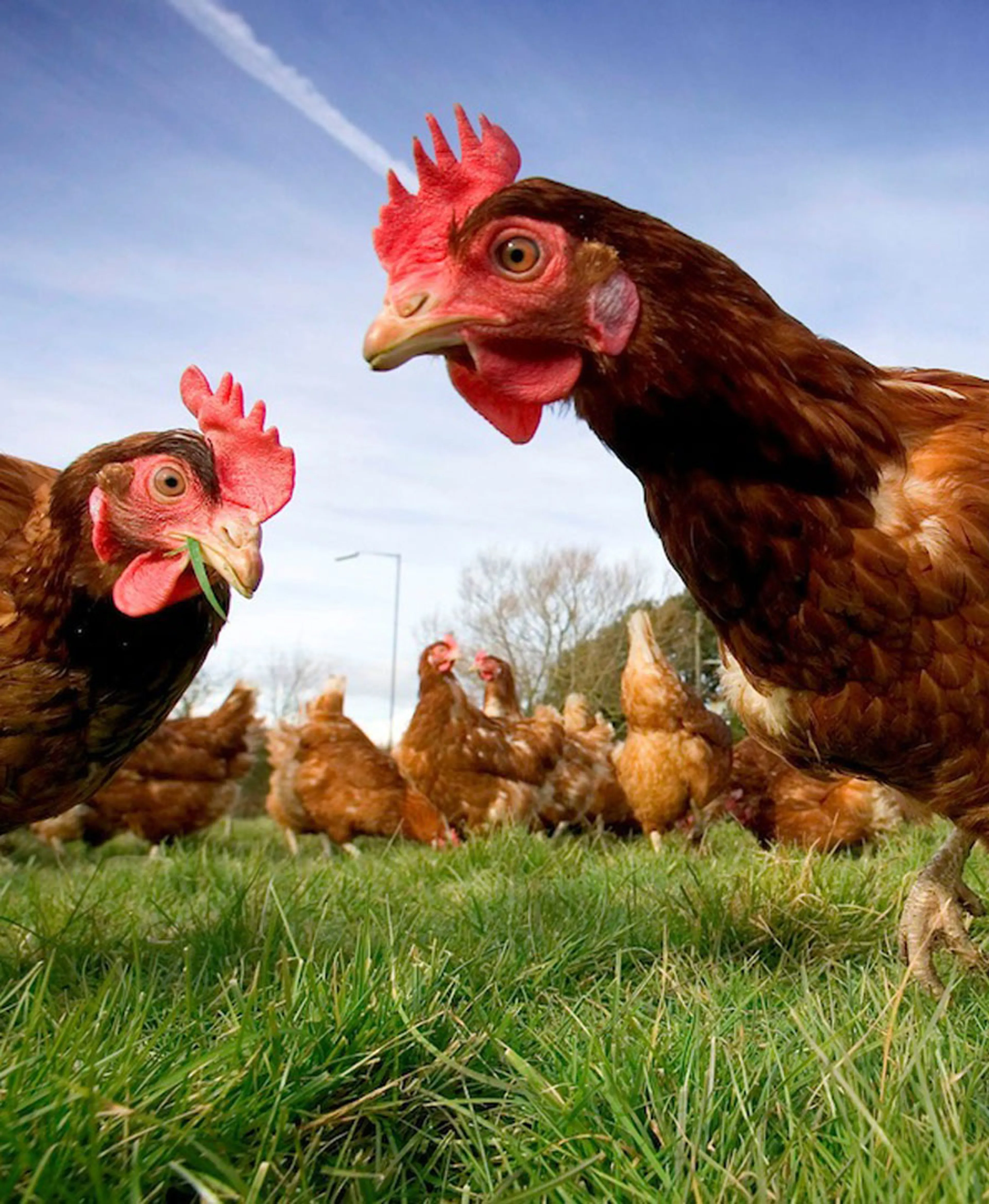 Капитал - Что пойдет на экспорт первым: курица или яйцо?