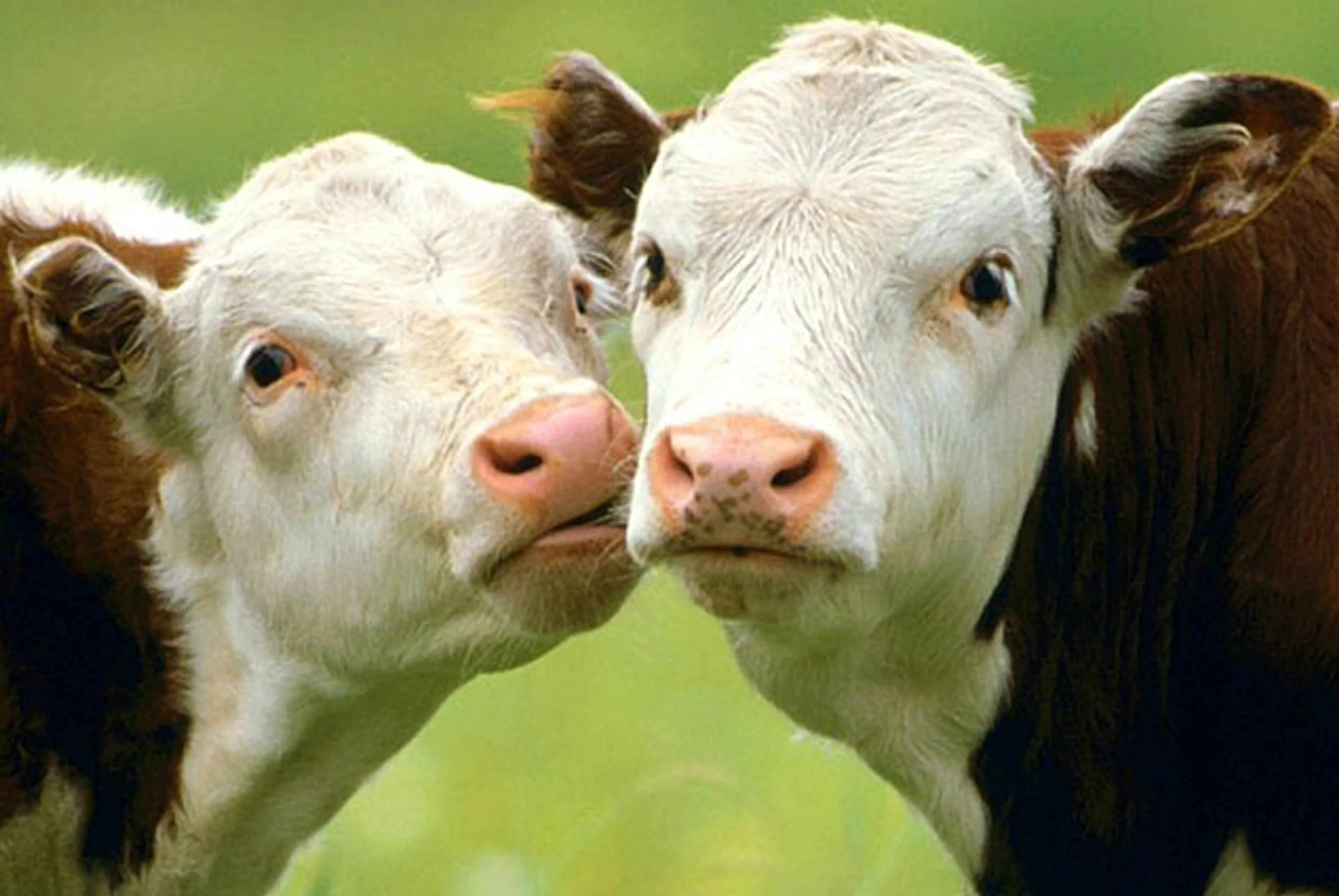 Капитал - Китай построит крупнейший центр коммерческого клонирования животных