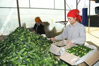 Капитал - Туркестанская область активно развивает сферу сельского хозяйства