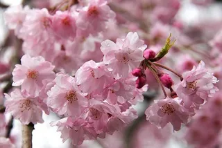 Капитал - В Японии раньше обычного расцвела сакура