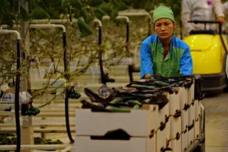 Капитал - Тепличные овощи подскочили в цене на 20% за месяц