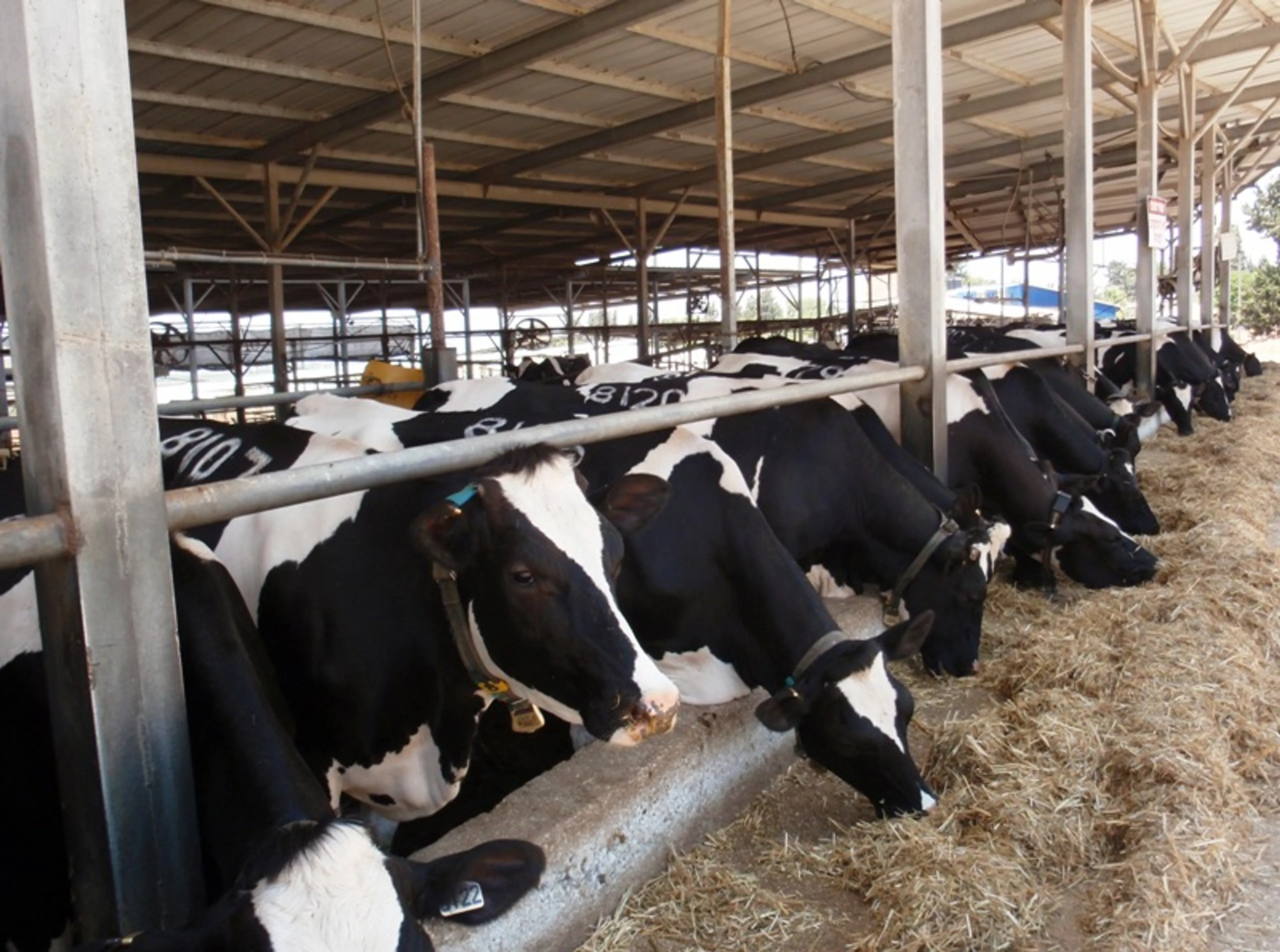 Капитал - Фермерам снизили проценты по кредиту