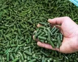 В СКО строят завод по производству корма из люцерны