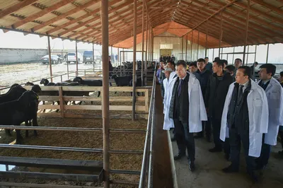 В ЮКО строится откормочный комплекс за 275 млн тенге