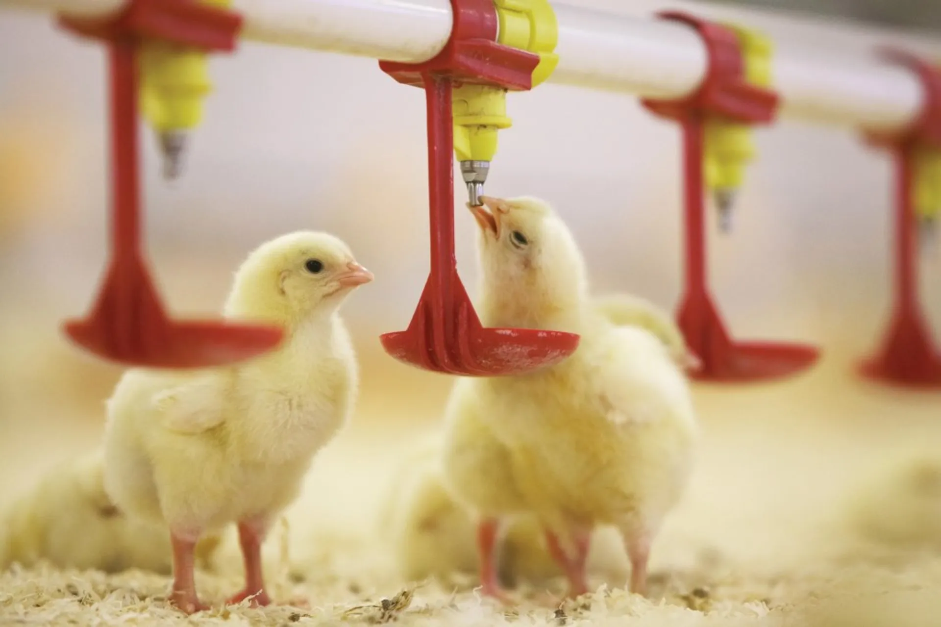 Капитал - БРК профинансирует крупнейший проект в отрасли птицеводства