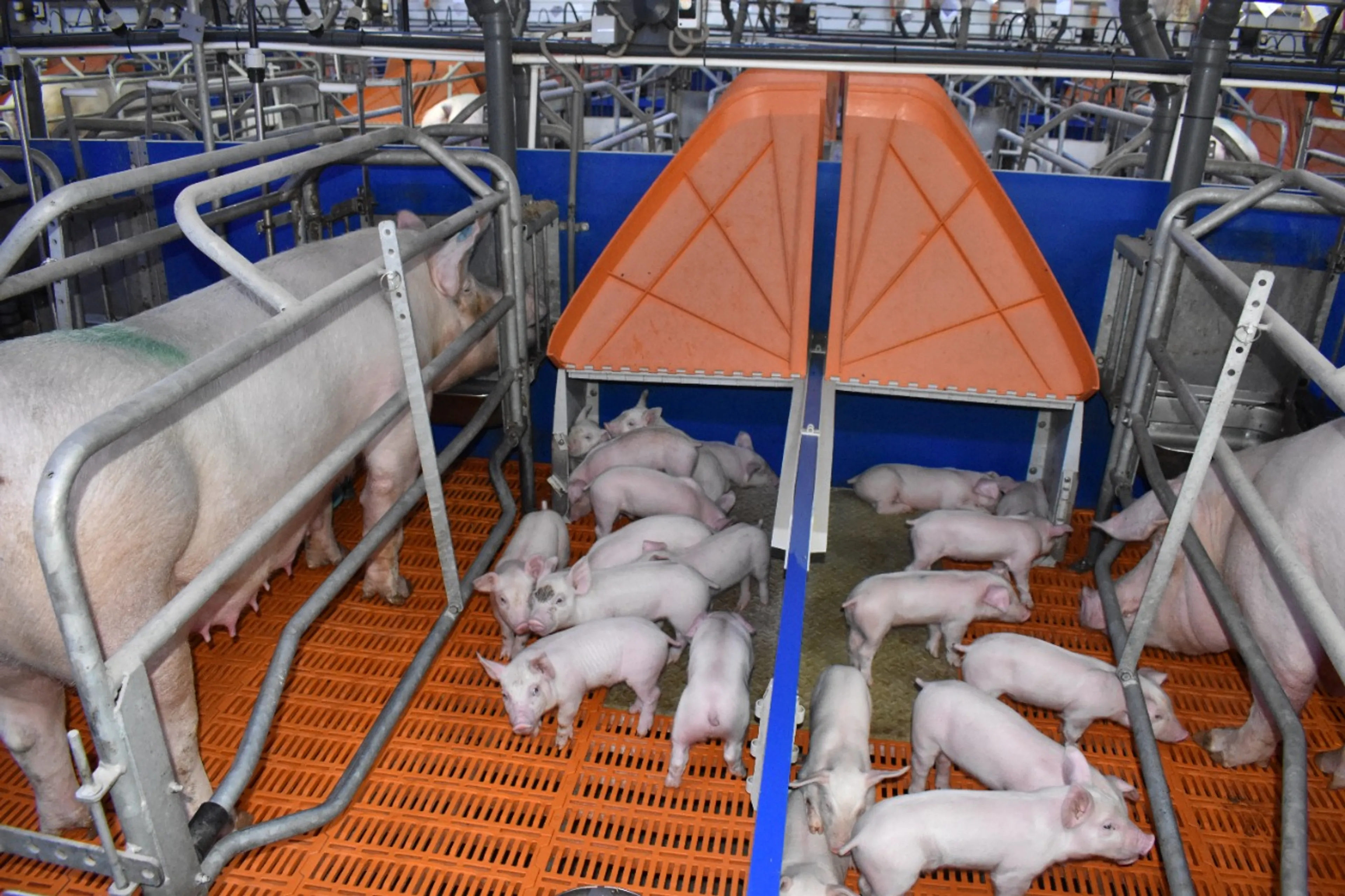 Капитал - Введен в эксплуатацию инвестпроект по расширению фермы EMC Agro