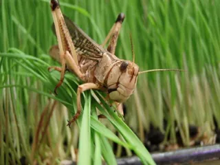 Капитал - В 2025 году распространение стадных саранчовых в Казахстане ожидается на площади 2,1 млн га 