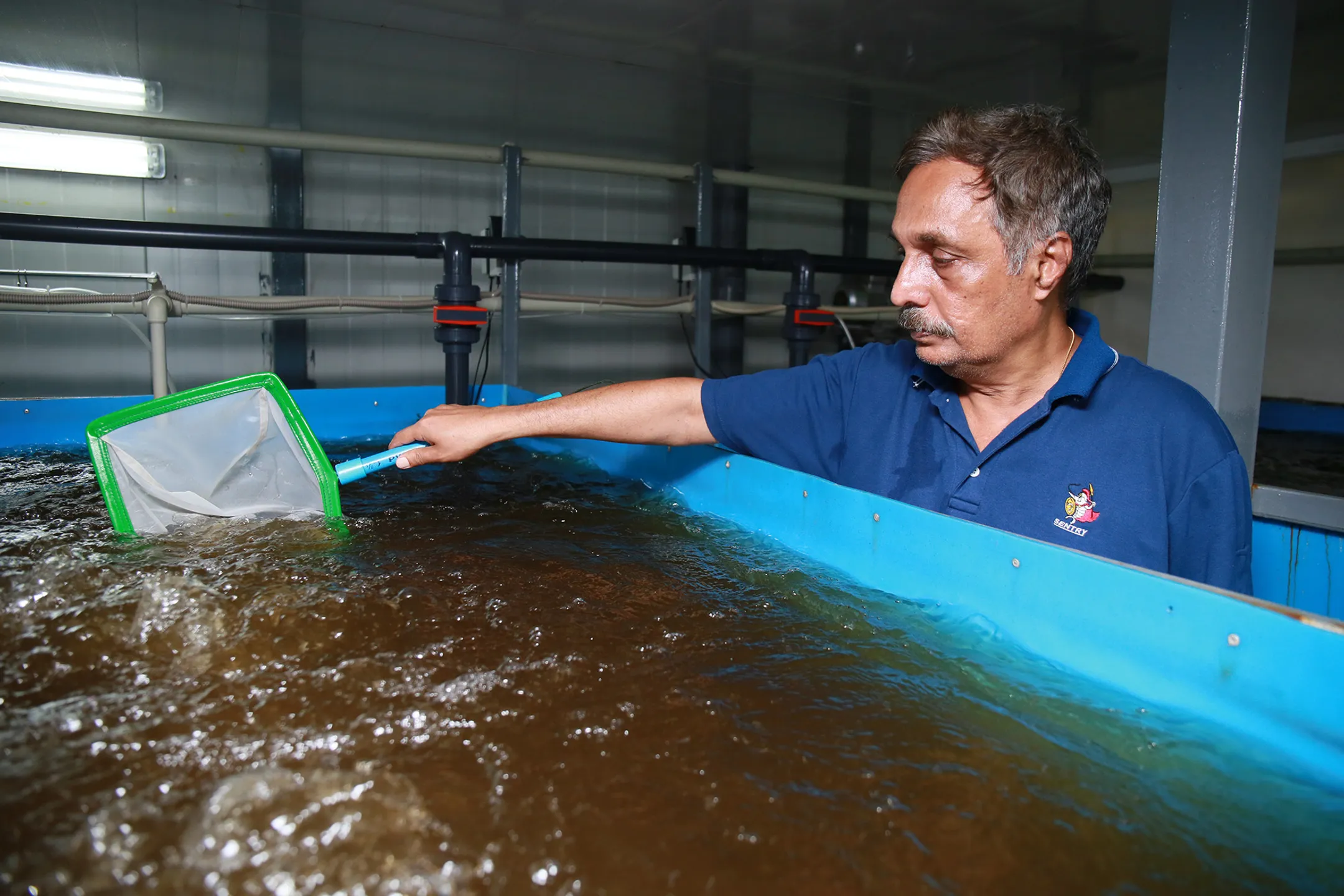 На фото: Процесс вылавливания мальков <br>