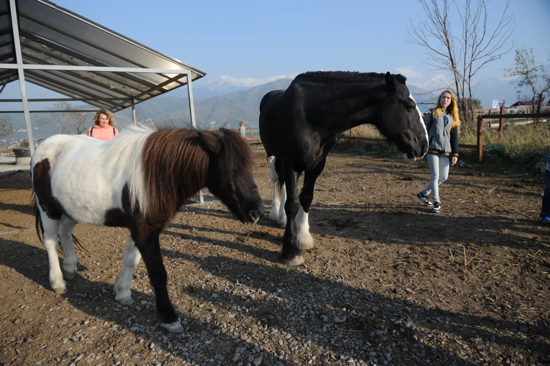 Капитал - Иппотерапии в Казахстане нужна господдержка