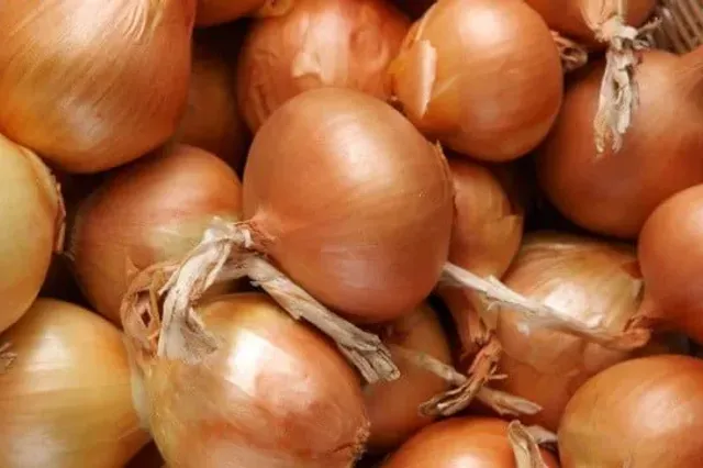 Фото: east-fruit.com