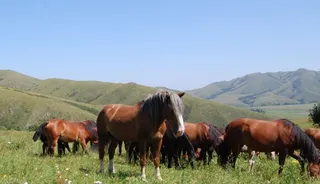 Капитал - В Казахстане 26% пастбищ непригодны для скота