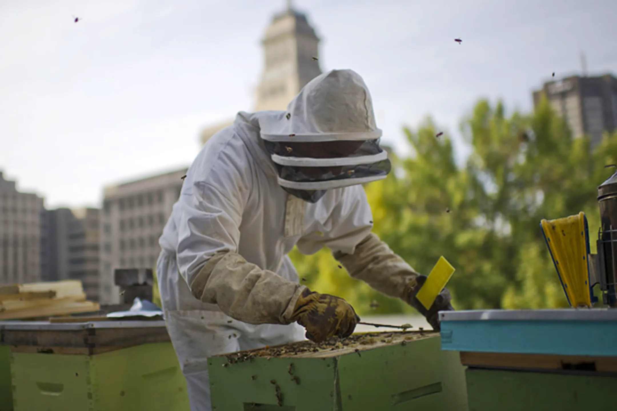 Городское пчеловодство: условия лучше, мед вкуснее - Image Kapital.kz