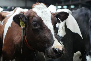 Капитал - На юге Казахстана иранцы построят мясокомбинат