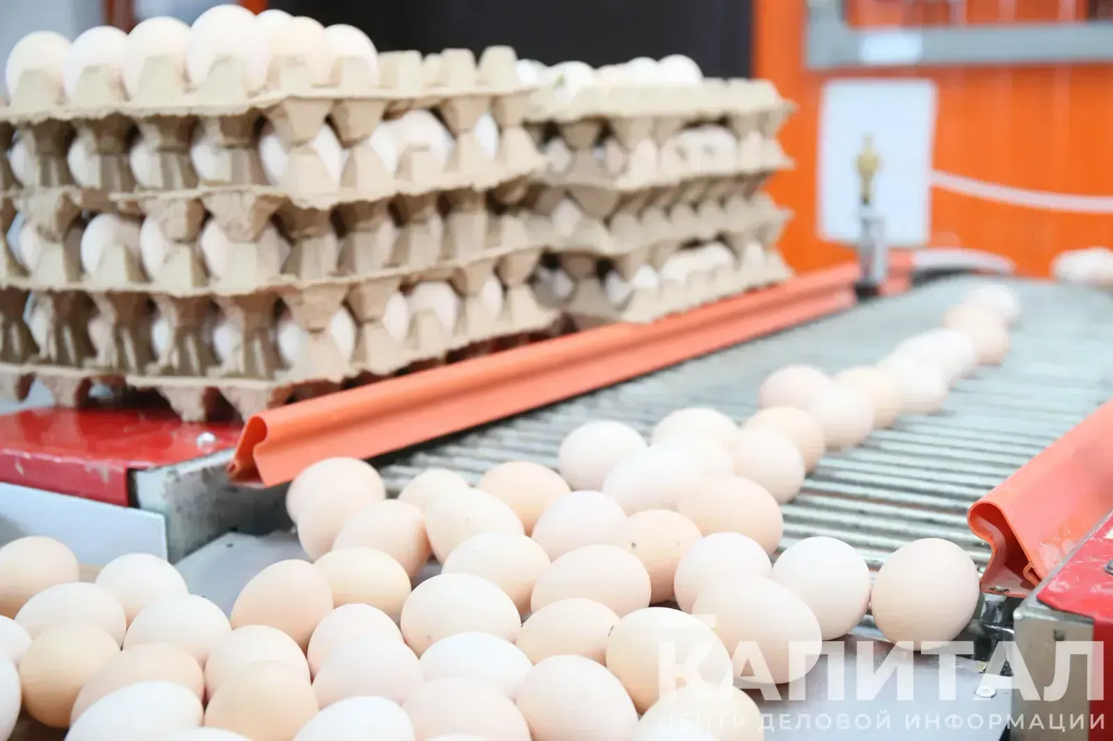 Частный инвестор намерен построить птицефабрику в Туркестанской области