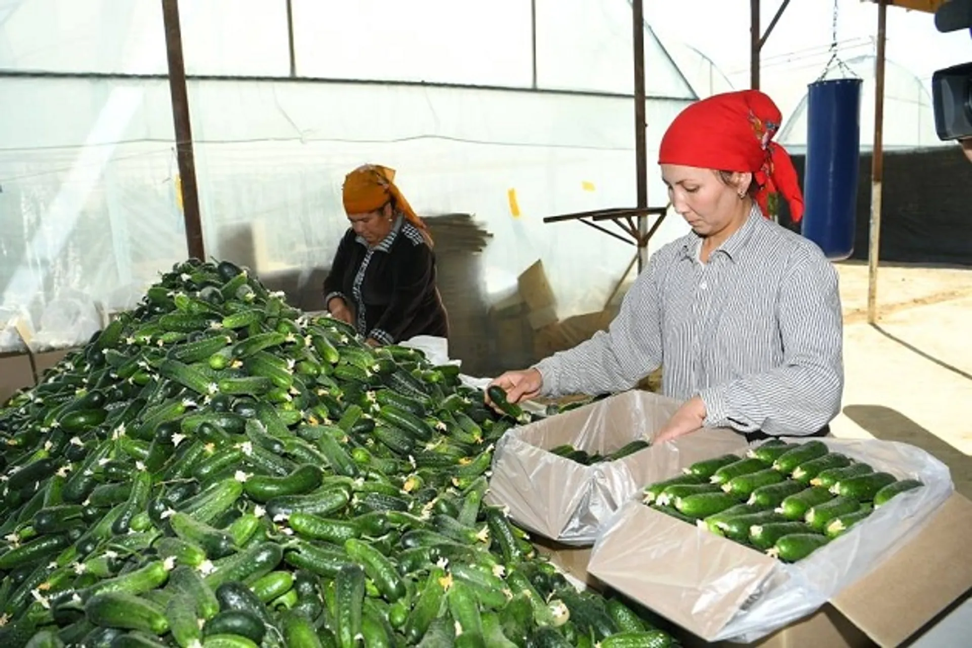 Капитал - Туркестанская область активно развивает сферу сельского хозяйства