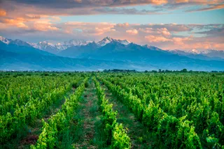 Капитал - От зарождения до вершин: путь Arba Wine за 10 лет