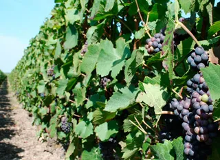 Капитал - Китайцев и россиян подозревают в отмывании денег через виноградники