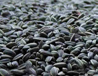 Капитал - Биржа ЕТС запускает торги семенами подсолнечника