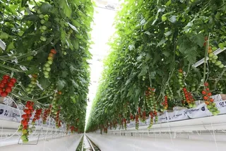 Капитал - Голландский инвестор рассказал об опыте работы в Казахстане