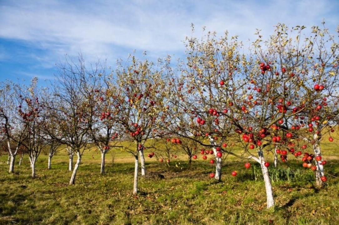 Фото: Комитет по управлению земельными ресурсами 