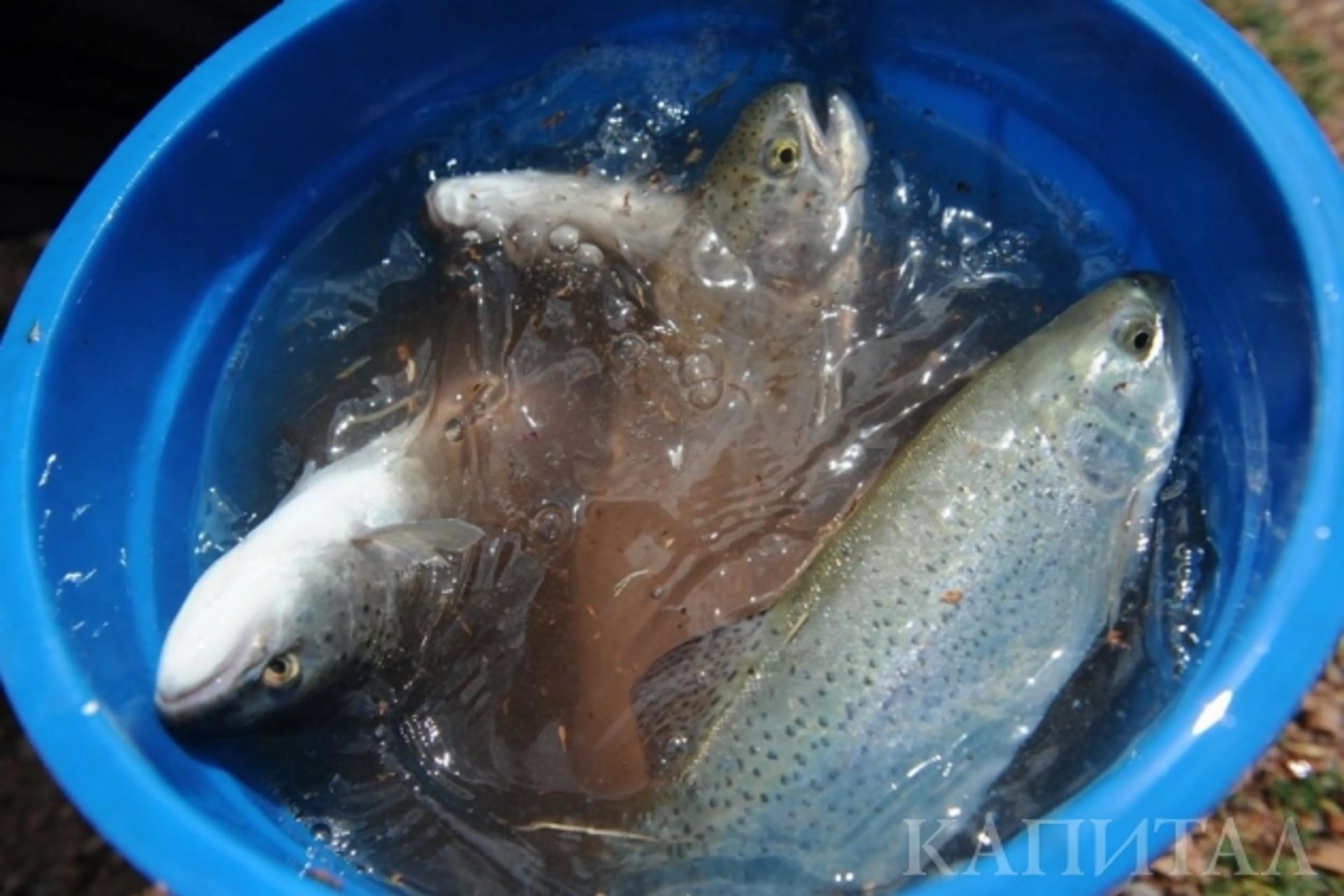 Капитал - В Казахстане растет производство свежей и мороженой рыбы