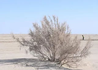Фото: пресс-служба акимата Кызылординской области 