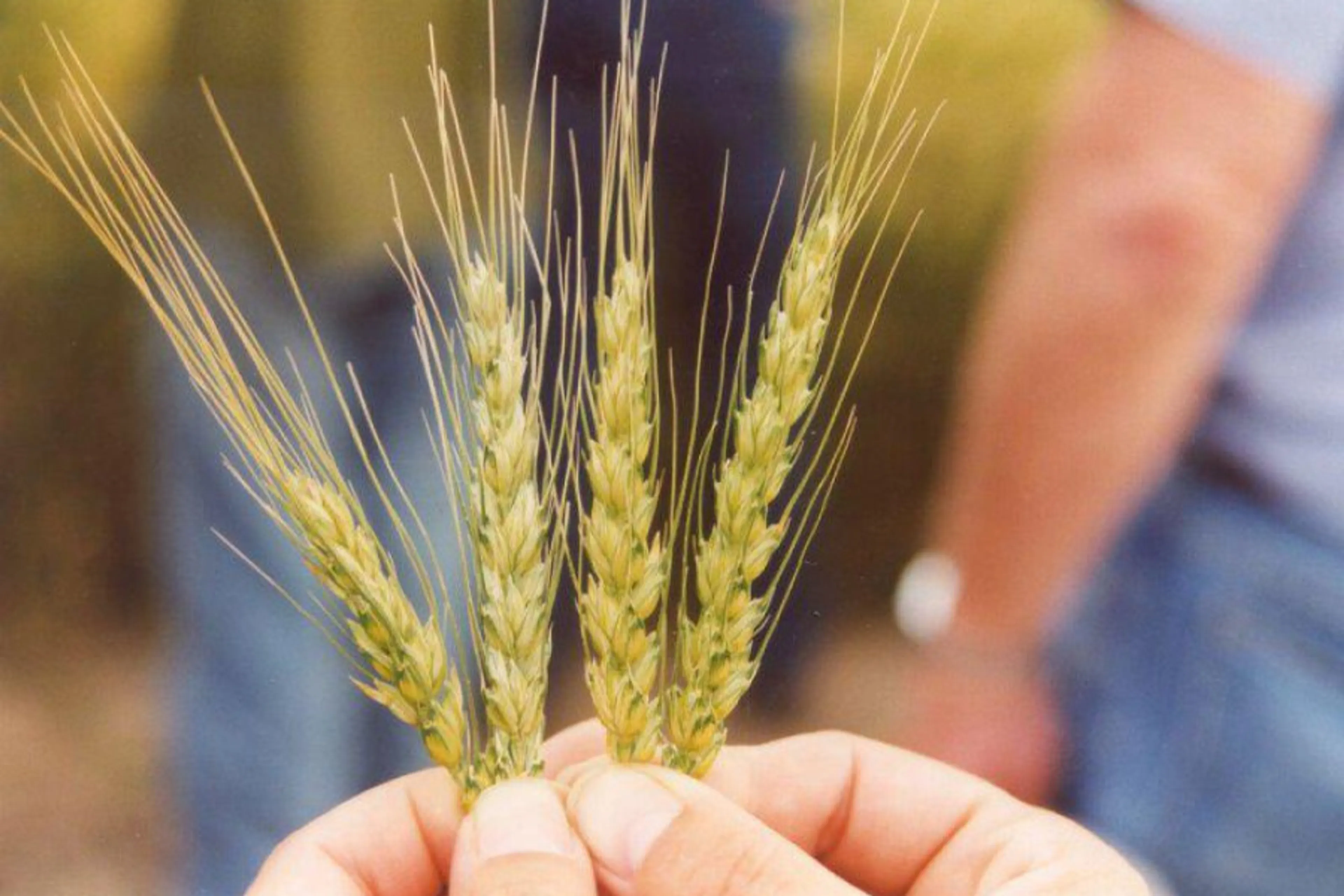 Капитал - Бакытжан Сагинтаев поручил оценить эффект от сельхозкооперации