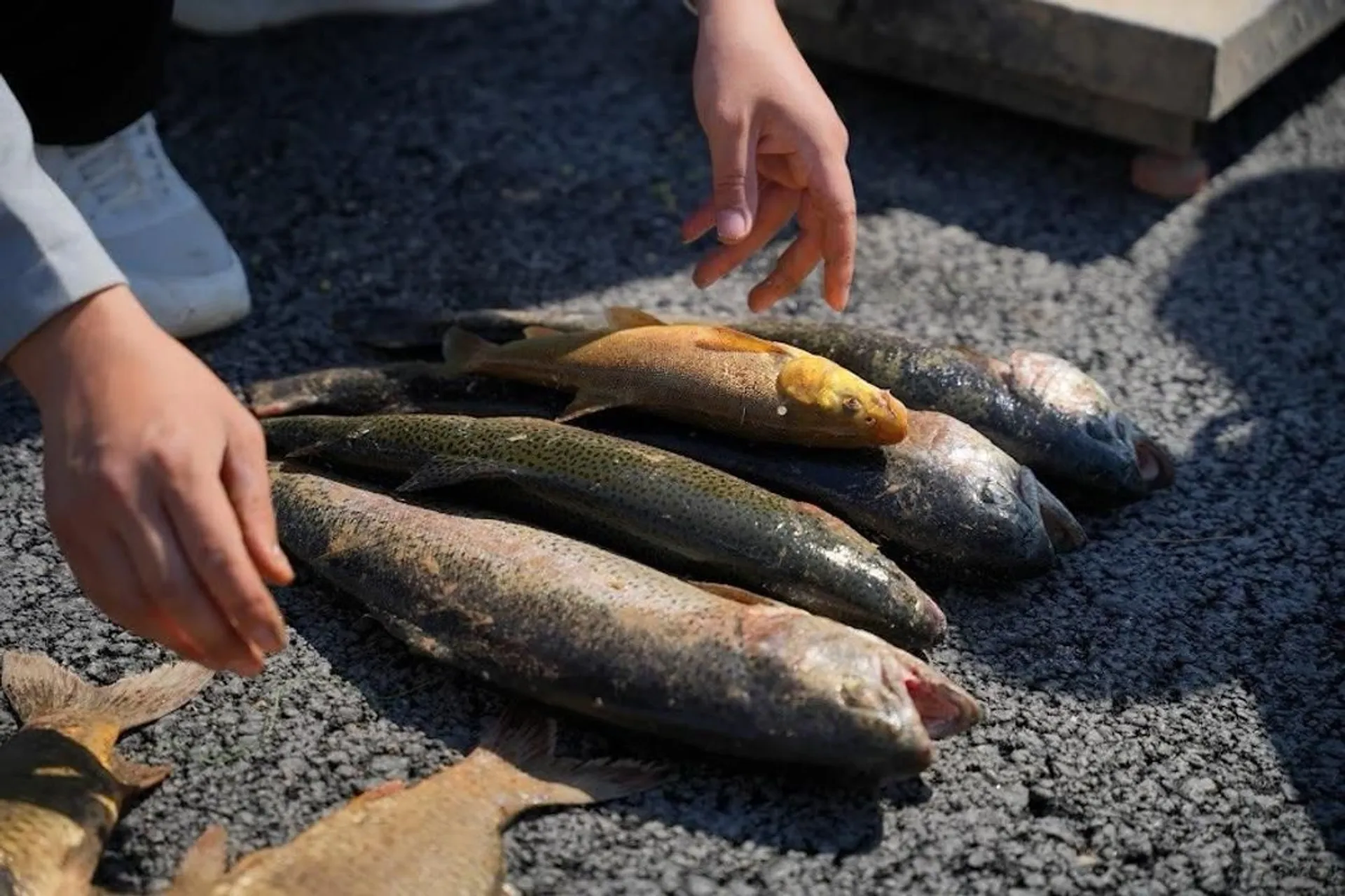 Фото: АШМ Балық шаруашылығы комитеті