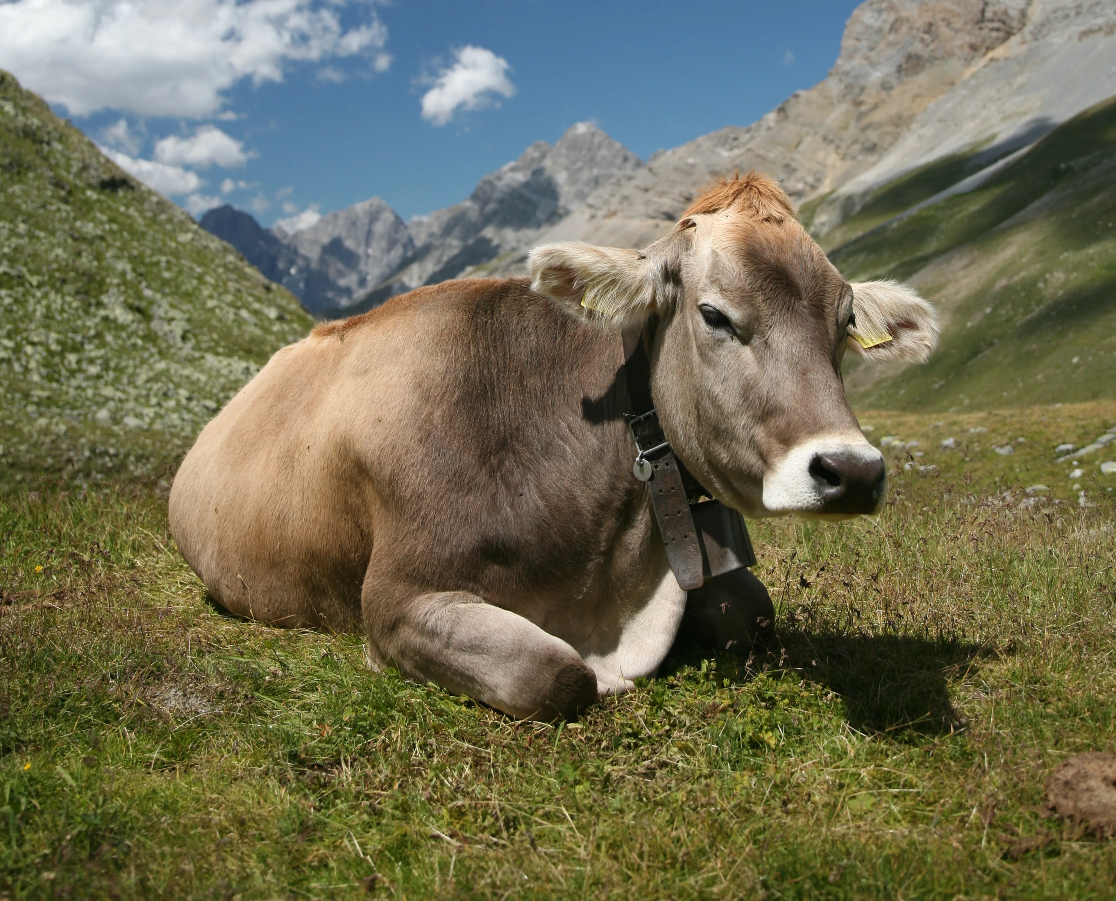 Капитал - Что мешает молочному животноводству в Казахстане?