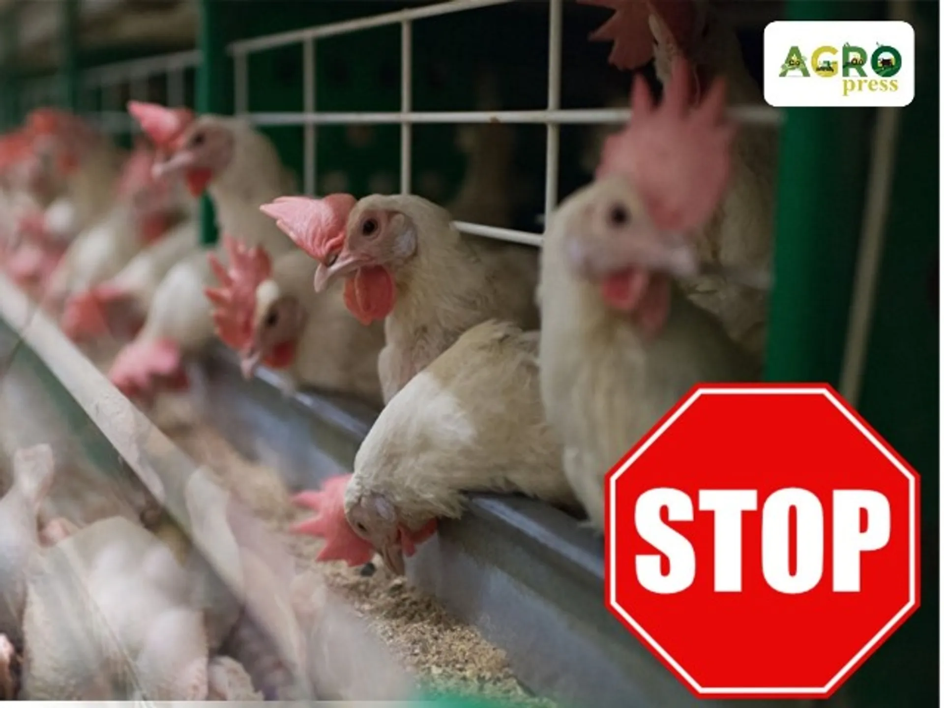 Капитал - Казахстан ограничил ввоз мяса птицы из Украины