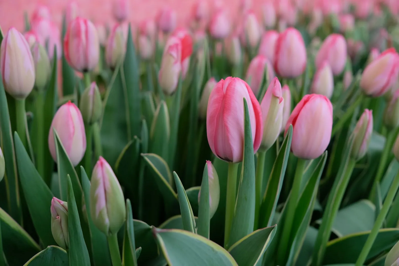 Фото: Владимир Третьяков