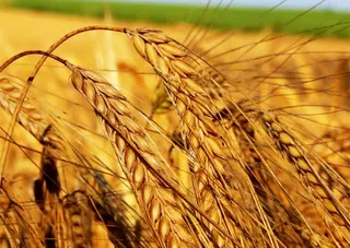 Капитал - Китайцы, сырье: какие еще проблемы у пищевиков?