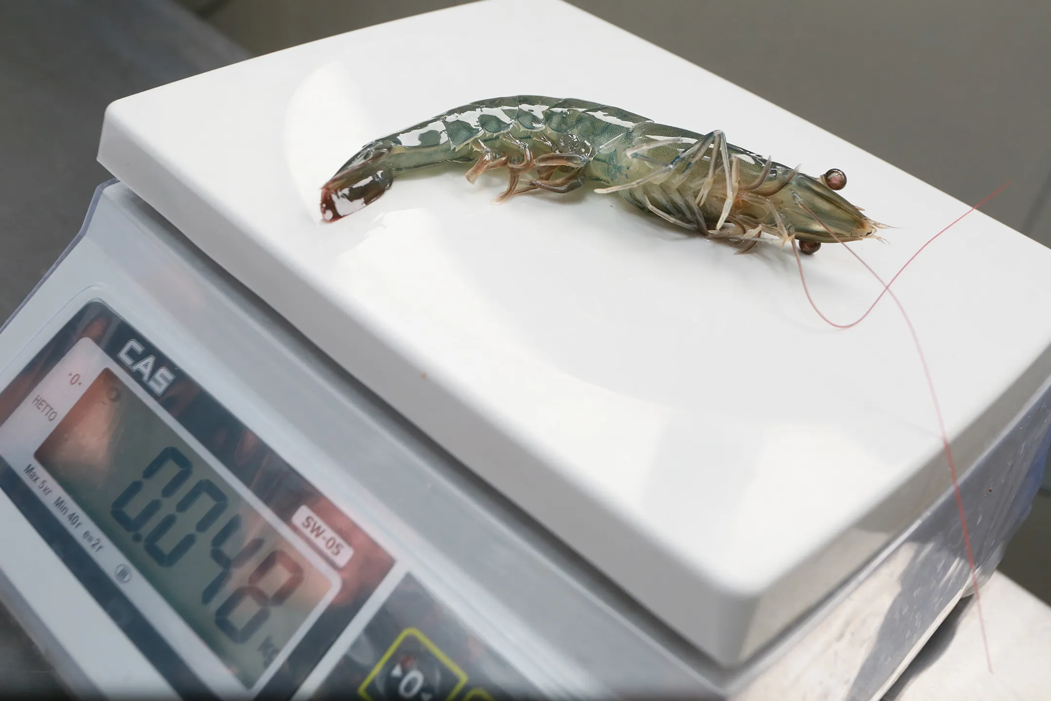 На фото: Свежая креветка <br>