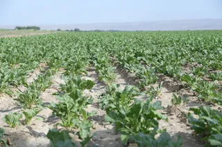 Капитал - До 15 тысяч га увеличат посевы сахарной свеклы в области Жетісу