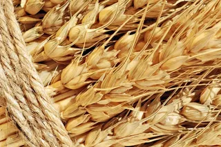 Капитал - Мировое производство пшеницы снизится на 1,4%