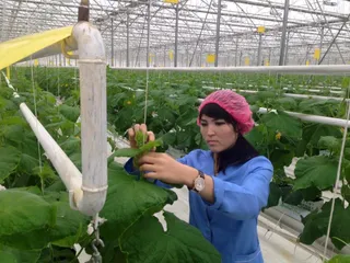 Капитал - Самый большой тепличный комплекс в РК произвел 4 тысячи тонн продукции